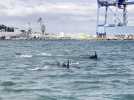 Des dauphins dans le port de Sète