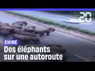 En Chine un troupeau d'éléphants se promène sur une autoroute #shorts