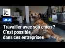 Venir travailler avec son chien: c'est possible dans ces entreprises de la métropole lilloise