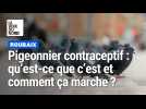 Pigeonniers contraceptifs à Roubaix : qu'est-ce que c'est et comment ça marche ?