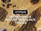 Découvrir la nature grâce aux traces