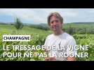 Le tressage de vigne en Champagne