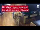 VIDÉO. Ce chien assistera les victimes dans les tribunaux de Vendée