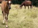 Tourisme : Un domaine pour se déconnecter entre bois, chevaux et écologie