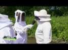 L'infiltrée du dimanche - Comment créer sa 1ère ruche à Beillé (26.06.2024, Partie 4)