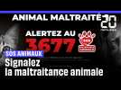 Le 3677, numéro national « SOS Maltraitance animale », comment ça marche ?