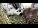 À Rouen, les lapins ont leur parc !