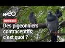 Pigeonniers contraceptifs