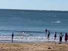 Des dauphins à quelques mètres des baigneurs sur une plage des landes