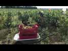 VIDÉO. Les professionnels du vignoble de Nantes broient du noir pour le lancement des vendanges