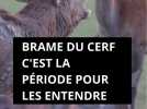 Brame du cerf, 