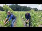 VIDÉO. A la découverte du Domaine des déserts, un vignoble implanté en plein coeur du pays d'Auge