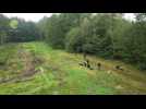 Plantentuin Meise doet aan natuurherstel