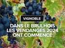 Dans le Brulhois, les vendanges 2024 ont commencé