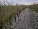 Averse de grêle sur le vignoble du cognac