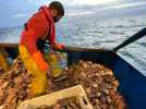 VIDÉO. Une journée avec les pêcheurs de coquilles Saint-Jacques à Granville