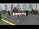 Le cheval breton se vend-il encore ?