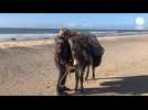 VIDÉO. À Agon-Coutainville, la plage a été nettoyée... grâce à des ânes !