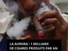 1 milliard de cigares par an. Reportage à La Aurora, la plus ancienne fabrique de Rép. dominicaine