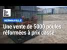 Plus de 5000 poules réformées mises en vente à Hermaville