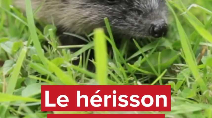 Vidéos : Le hérisson désormais « quasi-menacé » d’extinction - Courrier ...