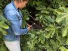 La bouture aérienne pour planter un arbre au printemps