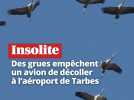 VIDÉO. Des grues empêchent un avion de décoller à l'aéroport de Tarbes