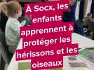 À Socx, les enfants apprennent à protéger les hérissons et les oiseaux