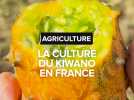 Le kiwano, un fruit originaire du Kenya qui pousse en Tarn-et-Garonne