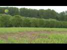 10 jaar Agroforestry Vlaanderen