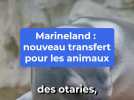 Quel avenir pour les animaux de Marineland ?