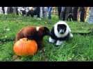 VIDÉO. Dans ce zoo en Vendée, les animaux fêtent Halloween