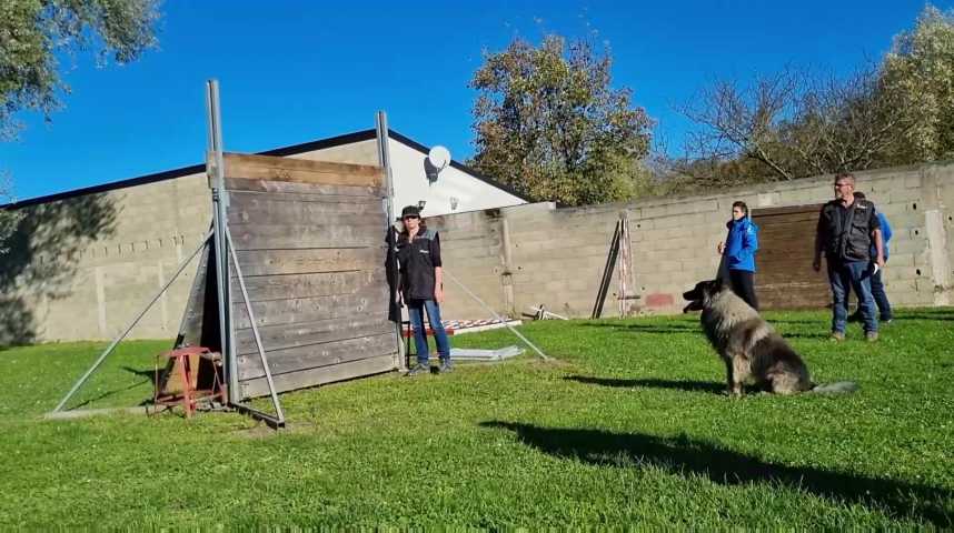 Au mondioring, les chien﻿s passent leur brevet au