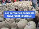 Des centaines de brebis traversent le village de la Brigue