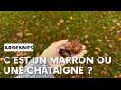 Marron ou châtaigne, quelle différence ?