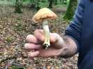 VIDÉO. La saison des champignons a bel et bien commencé en Sarthe et aux alentours