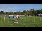 Dieuze : l'agility, un concours qui a du chien