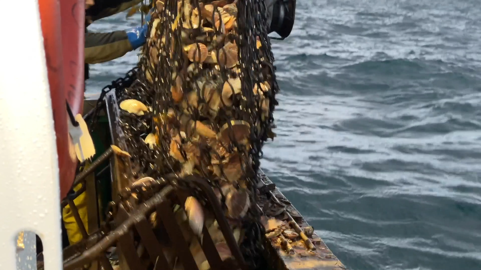 On a embarqué pour l'ouverture de la pêche à la coquille Saint-Jacques en baie de Saint-Brieuc [Vidéo]