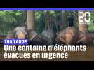 En Thaïlande, une centaine d'éléphants ont été évacués en urgence à cause des inondations