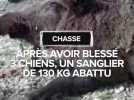 Lot : Un sanglier de 130 kg blesse trois chiens de chasse avant d'être abattu