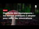 VIDÉO. Cueillette des champignons : les bonnes pratiques à adopter pour éviter les intoxications