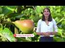 Des jus de fruits 100% locaux et bio