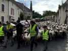 Pourquoi 300 moutons dans une ville de Dordogne ?