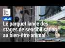 Le parquet de Lille lance des stages de sensibilisation au bien-être animal