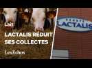 Pourquoi Lactalis prévoit de réduire sa collecte de lait en France