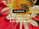 Ce chercheur toulousain étudie le QI des abeilles radioactives à Fukushima