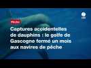 VIDÉO. Captures accidentelles de dauphins : le golfe de Gascogne fermé un mois aux navires de pêche