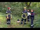 VIDÉO. Parcours d'obstacles, feu de forêt... Des pompiers se défient au camp militaire de Coëtquidan