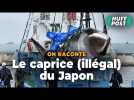 Pourquoi le Japon veut manger toujours plus de baleines (alors que c'est interdit) ?