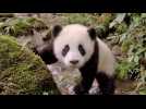 Pandas - Bande annonce 1 - VF - (2018)